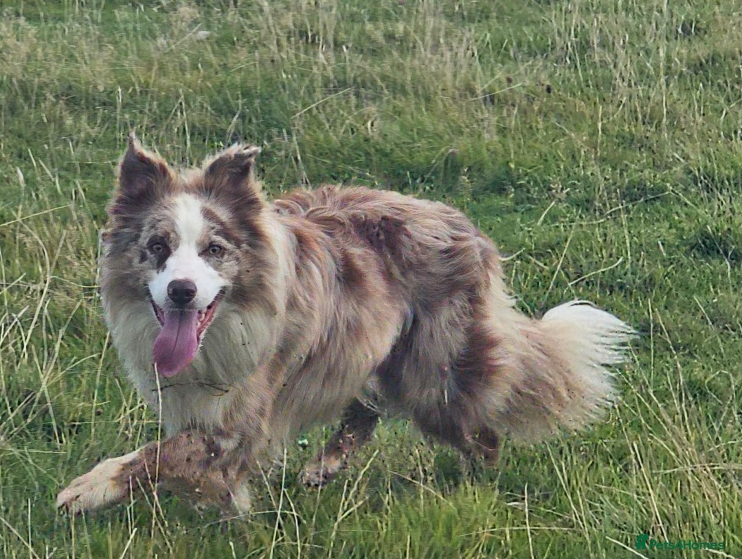 Border Collie dogs for stud: Lilac and red merle boys - Image 6
