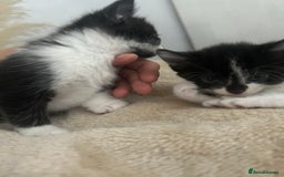 Mixed Breed cats for sale: Beautiful marking very fluffy  - Image 15