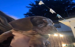 Miniature Dachshund dogs for sale: VIEW NOW 2 Beautiful chocolate dapple girls in Dudley - Image 1