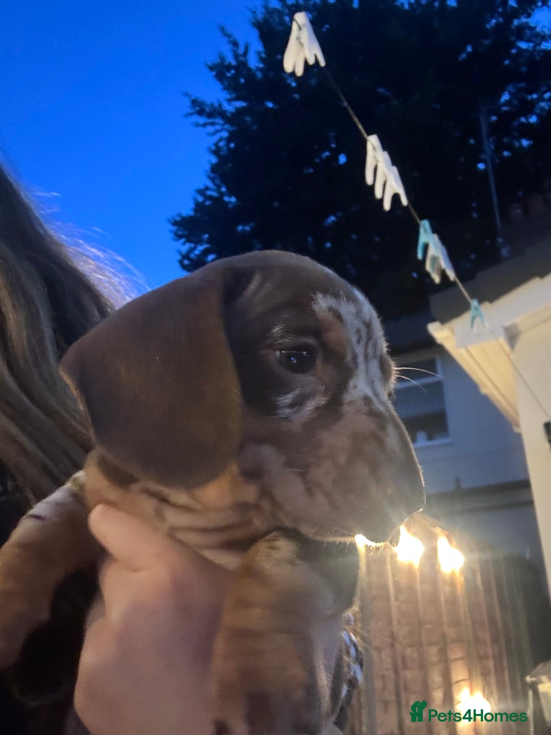Miniature Dachshund dogs for sale: VIEW NOW 2 Beautiful chocolate dapple girls in Dudley - Image 1