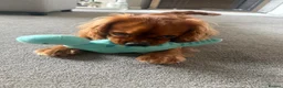 Cavalier King Charles Spaniel dogs for sale: 9 month old King Charles - Advert 6