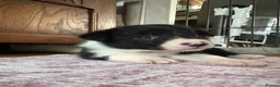 Border Collie dogs for sale: Working Line Border Collies - 1 girl left 💚 - Advert 28