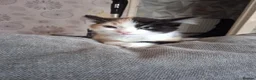 Mixed Breed cats for sale: 5. 8 weeks old kittens in Leicester - Advert 5
