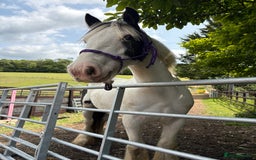 Irish Cob horses for sale: Maximus - Image 5