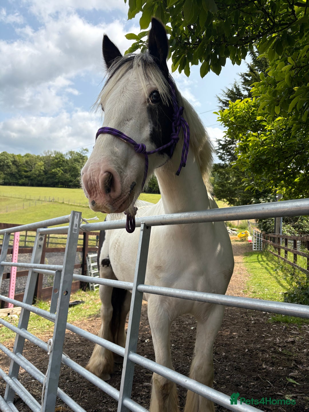 Irish Cob horses for sale: Maximus - Image 5