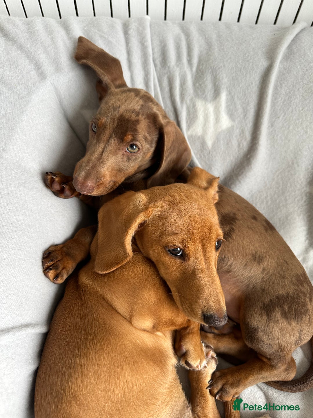 Miniature Dachshund dogs for sale: Miniture dachshund - Advert 1