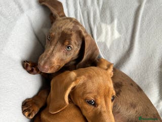 Miniature Dachshund dogs Miniture dachshund - Advert 3