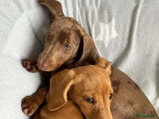 Miniature Dachshund dogs Miniture dachshund - Advert 10