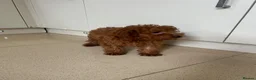 Cavapoo dogs for sale: Stunning health checked Cavapoo puppies  - Advert 9