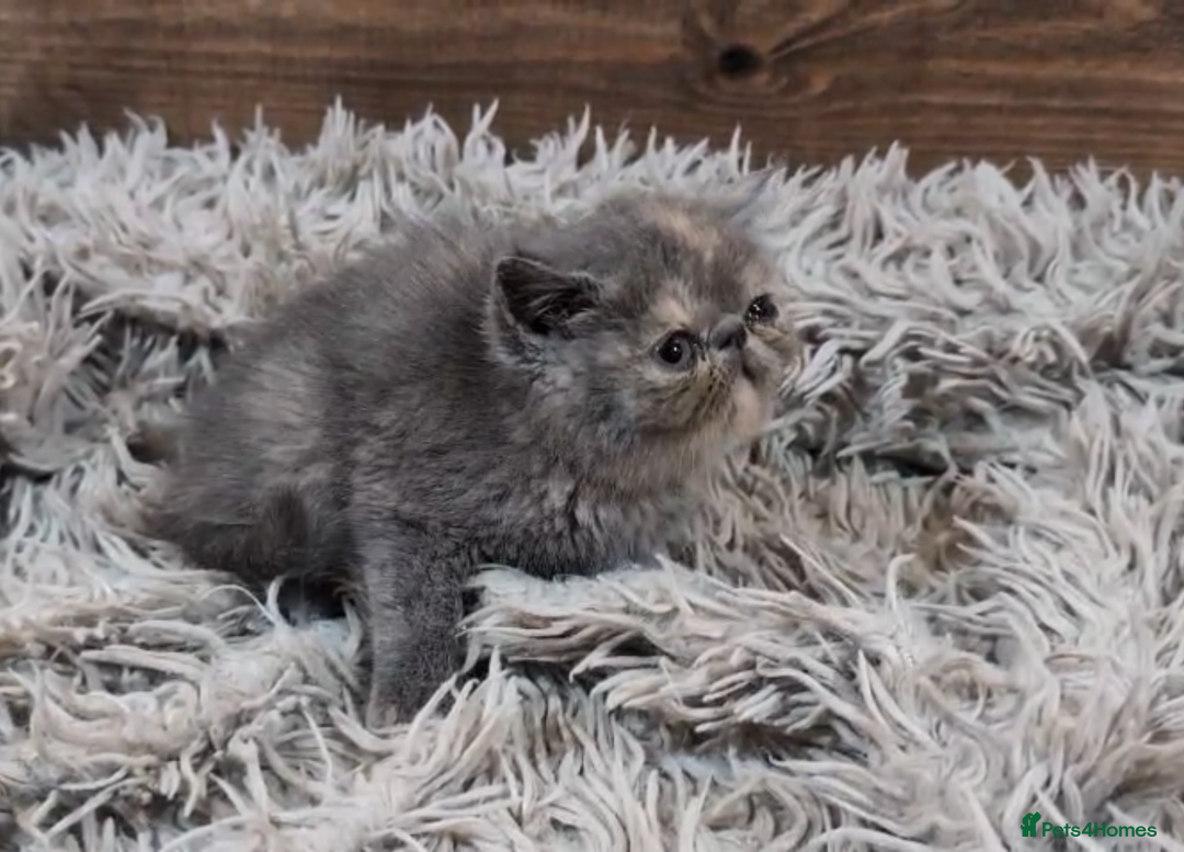 Persian cats for sale: Persian Kittens For Sale - Advert 16