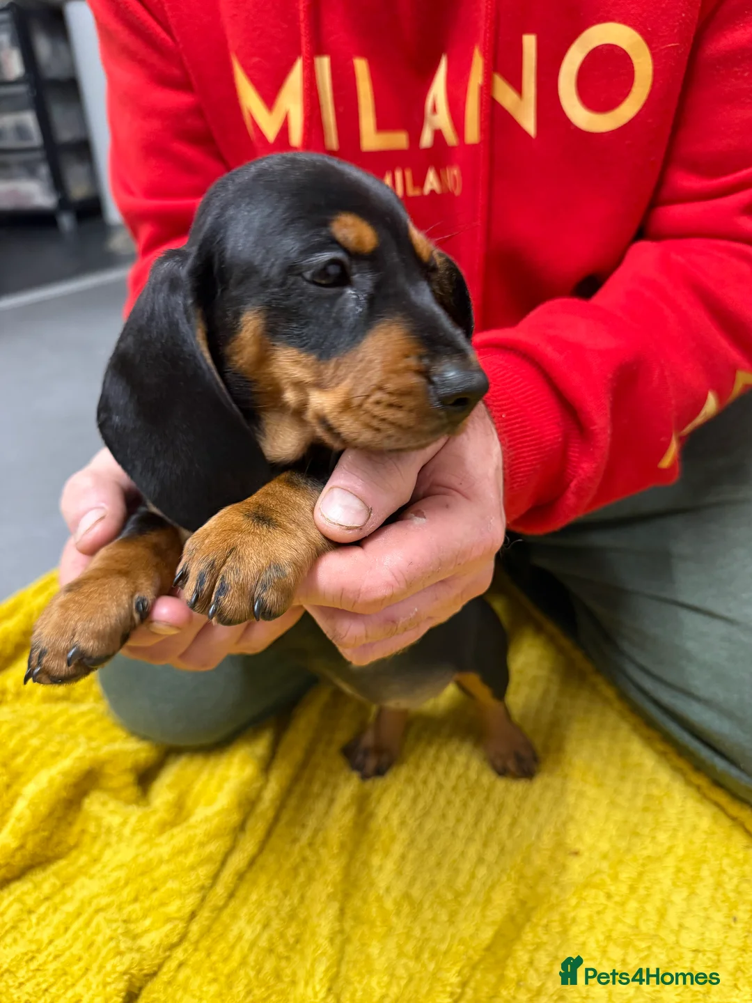 Dachshund dogs for sale: Dachshund girls for sale - Advert 3
