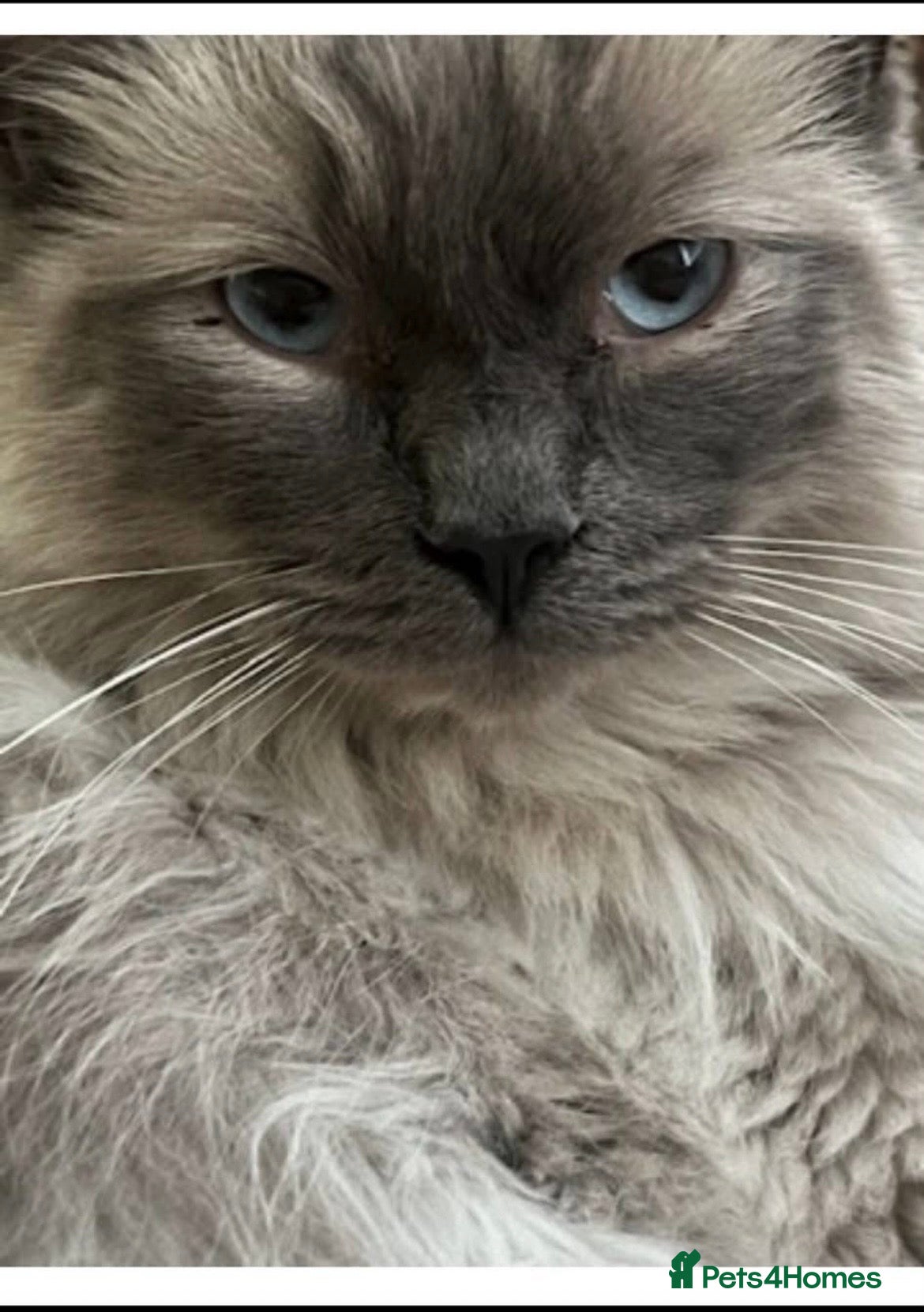 Ragdoll cats Beautiful male ragdoll cat - Advert 5