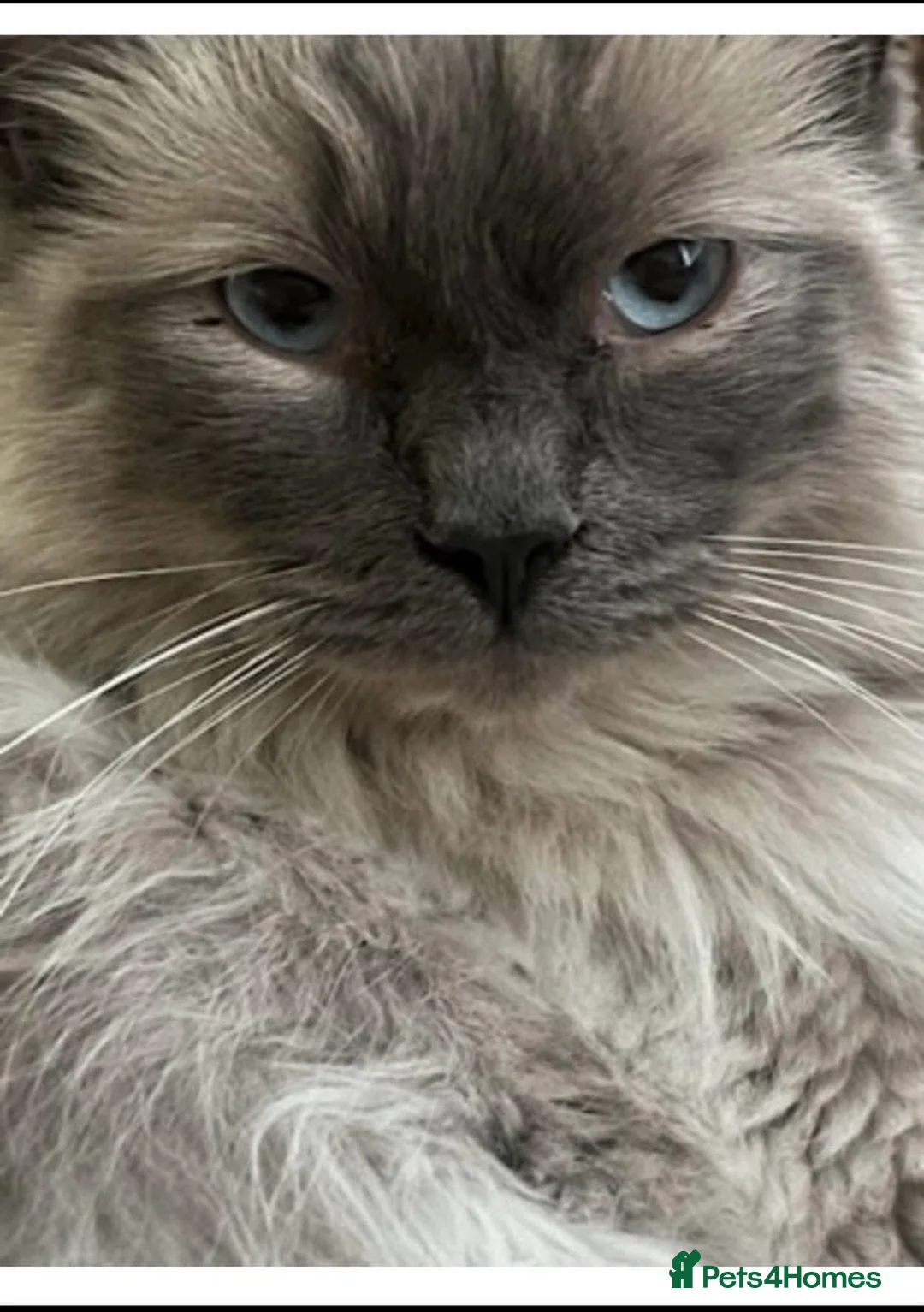 Ragdoll cats for sale: Beautiful male ragdoll cat - Advert 1