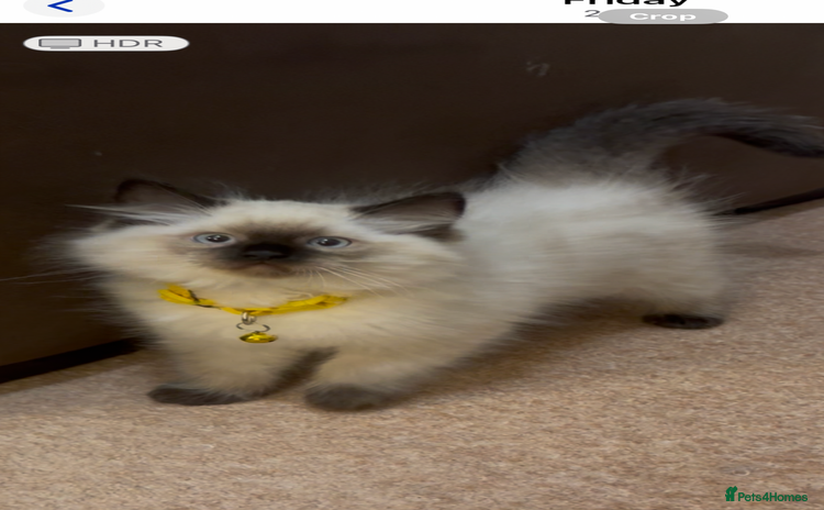 Ragdoll cats - Advert 9