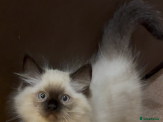 Ragdoll cats - Advert 17