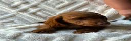 Cocker Spaniel dogs for sale: 9 Gorgeous Cocker Spaniel Puppies For Sale! - Advert 15