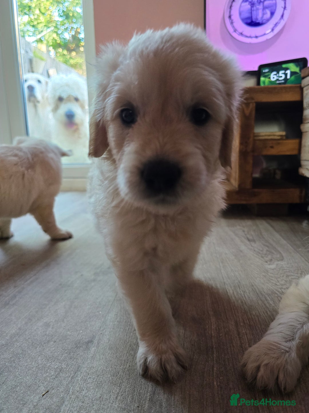 Goldendoodle dogs for sale: Goldendoodle retriever  - Image 35