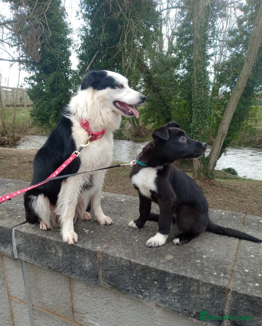 Border Collie dogs for sale: Border Collie Male in Liverpool - Advert 2