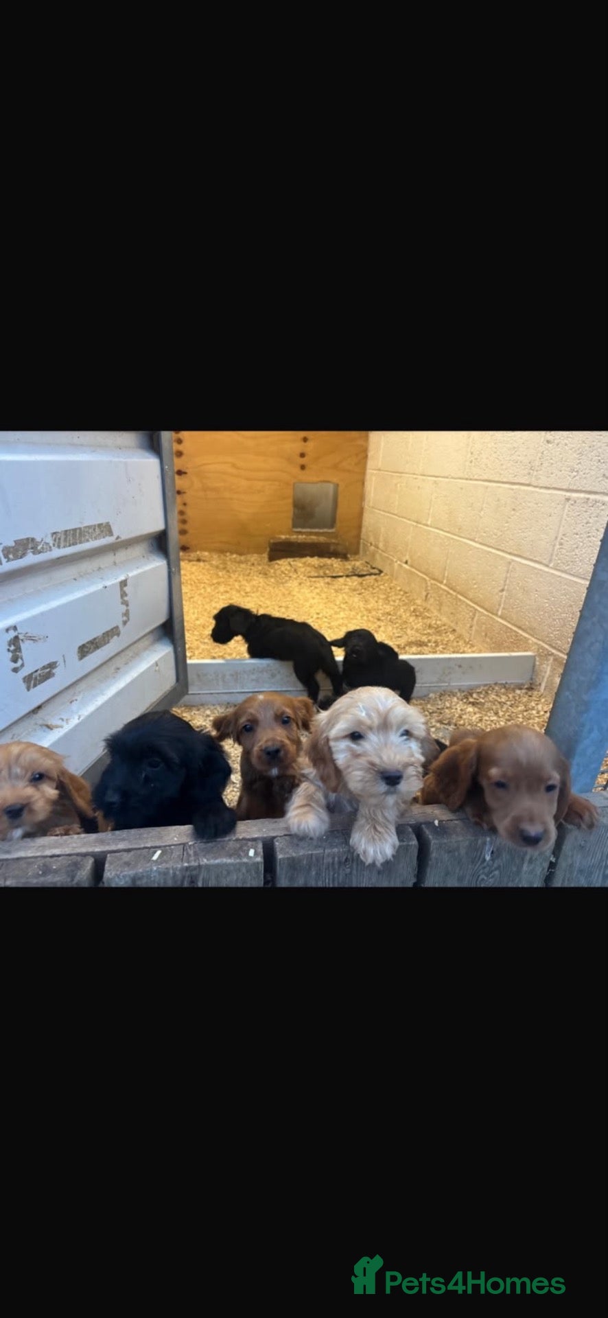 Cockapoo dogs Beautiful cockerpoo puppies  - Advert 1