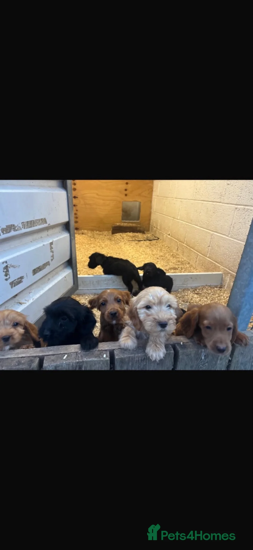 Cockapoo dogs for sale: Beautiful cockerpoo puppies  in Chelmsford - Advert 1