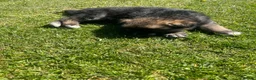 German Shepherd dogs for sale: German shepherd Puppies  - Advert 12
