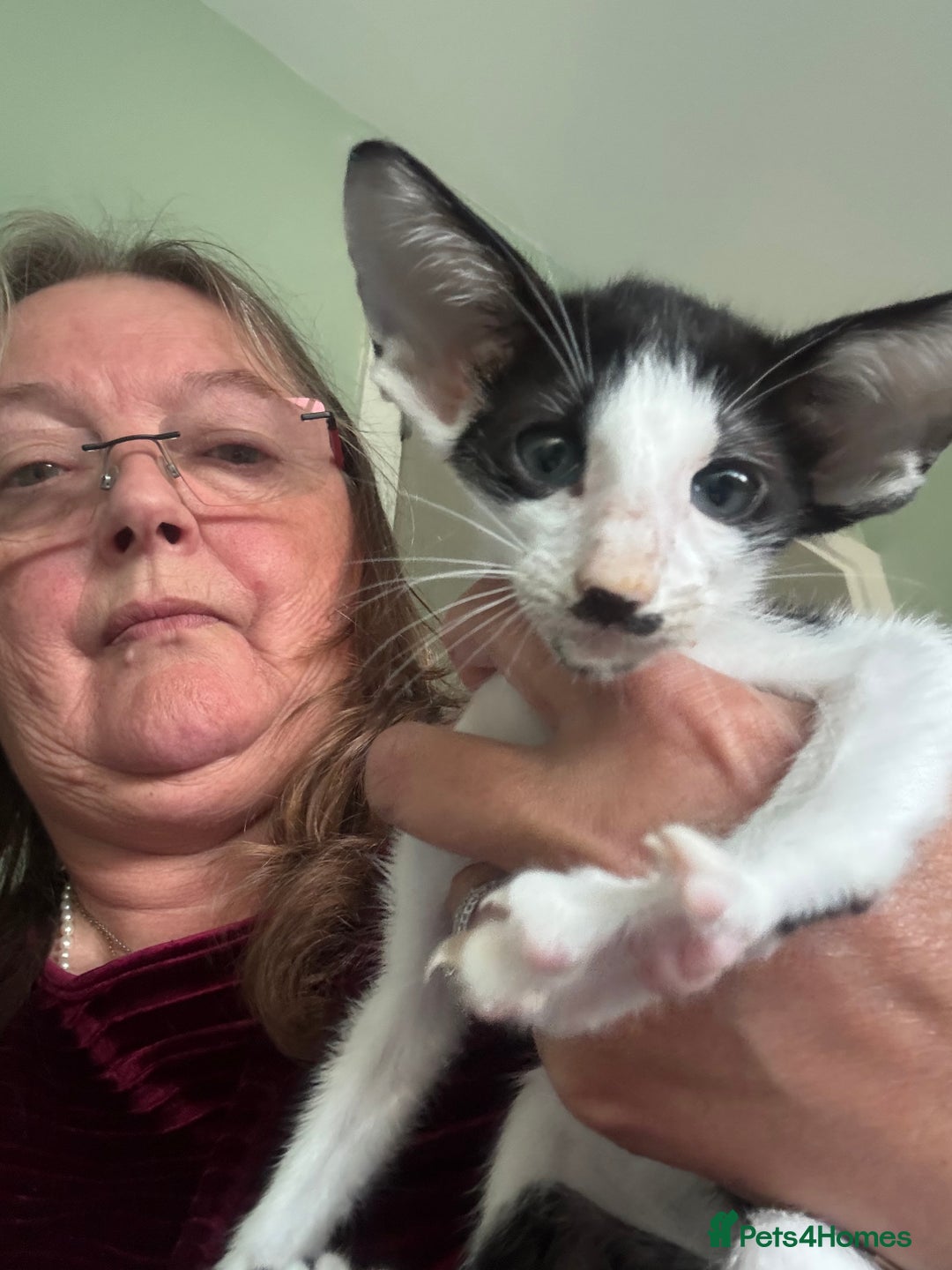 Oriental cats for sale: Pedigree Oriental Kittens  - Image 13