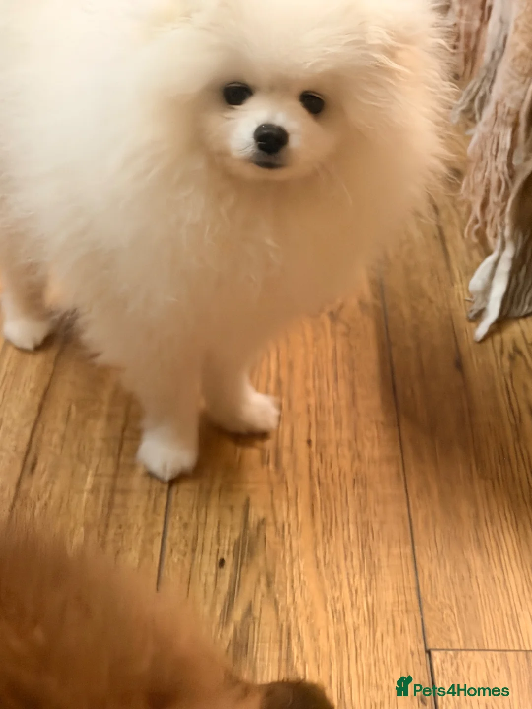 Pomeranian dogs for sale: Stunning Pedigree Puppy Male  - Advert 6