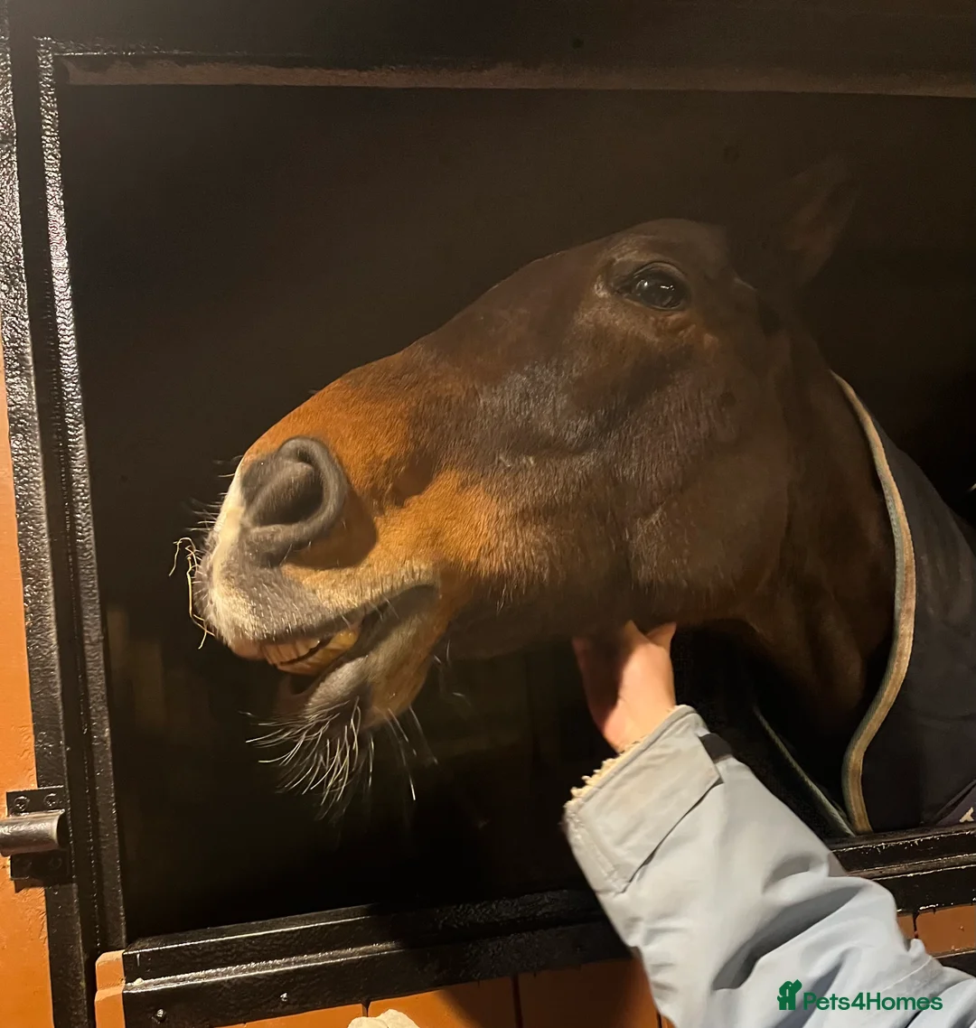 English Thoroughbred horses for sale: Beautiful 16.1hh thoroughbred mare *£2250(ono)* - Advert 5