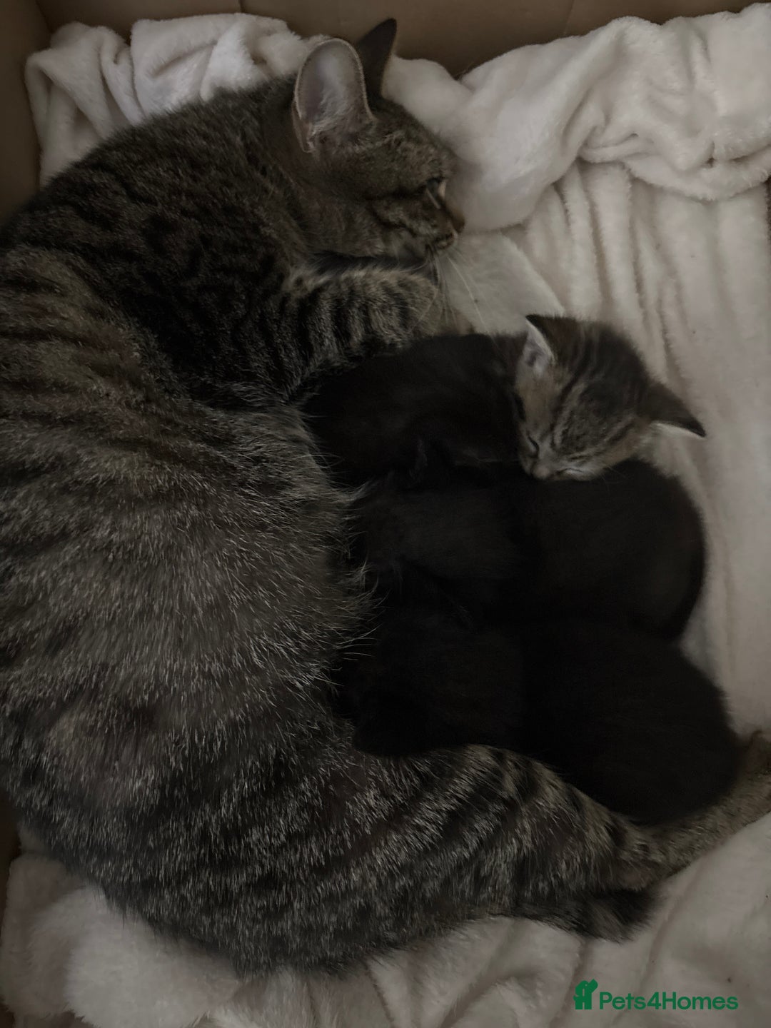 Bengal cats for sale: Beautiful Kittens 🐈‍⬛  - Advert 1