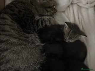 Bengal cats Beautiful Kittens 🐈⬛ - Advert 17