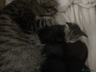 Bengal cats Beautiful Kittens 🐈⬛ - Advert 19