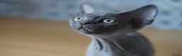 Devon Rex cats for sale: 💙  Blue male Kitten Available 💙 - Advert 4