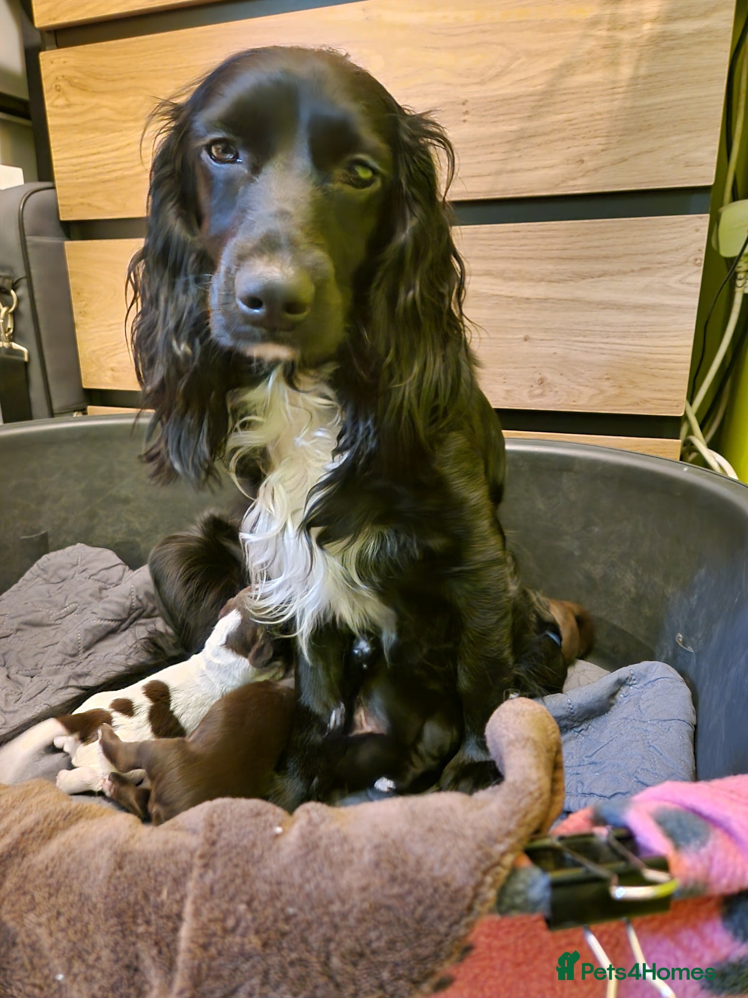 Cocker Spaniel dogs for sale: Cocker spaniel puppies  - Advert 1