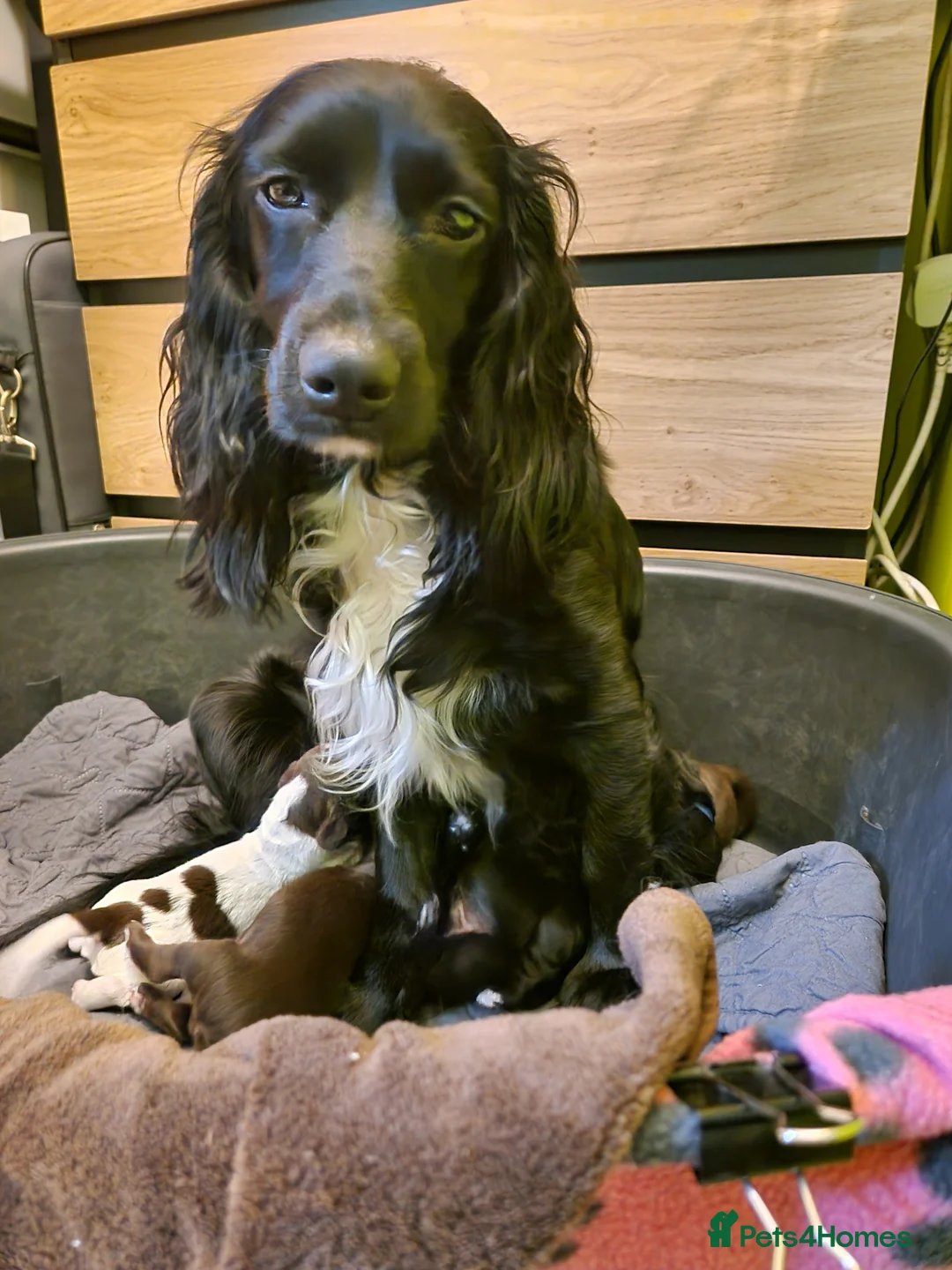 Cocker Spaniel dogs for sale: Cocker spaniel puppies  - Advert 1