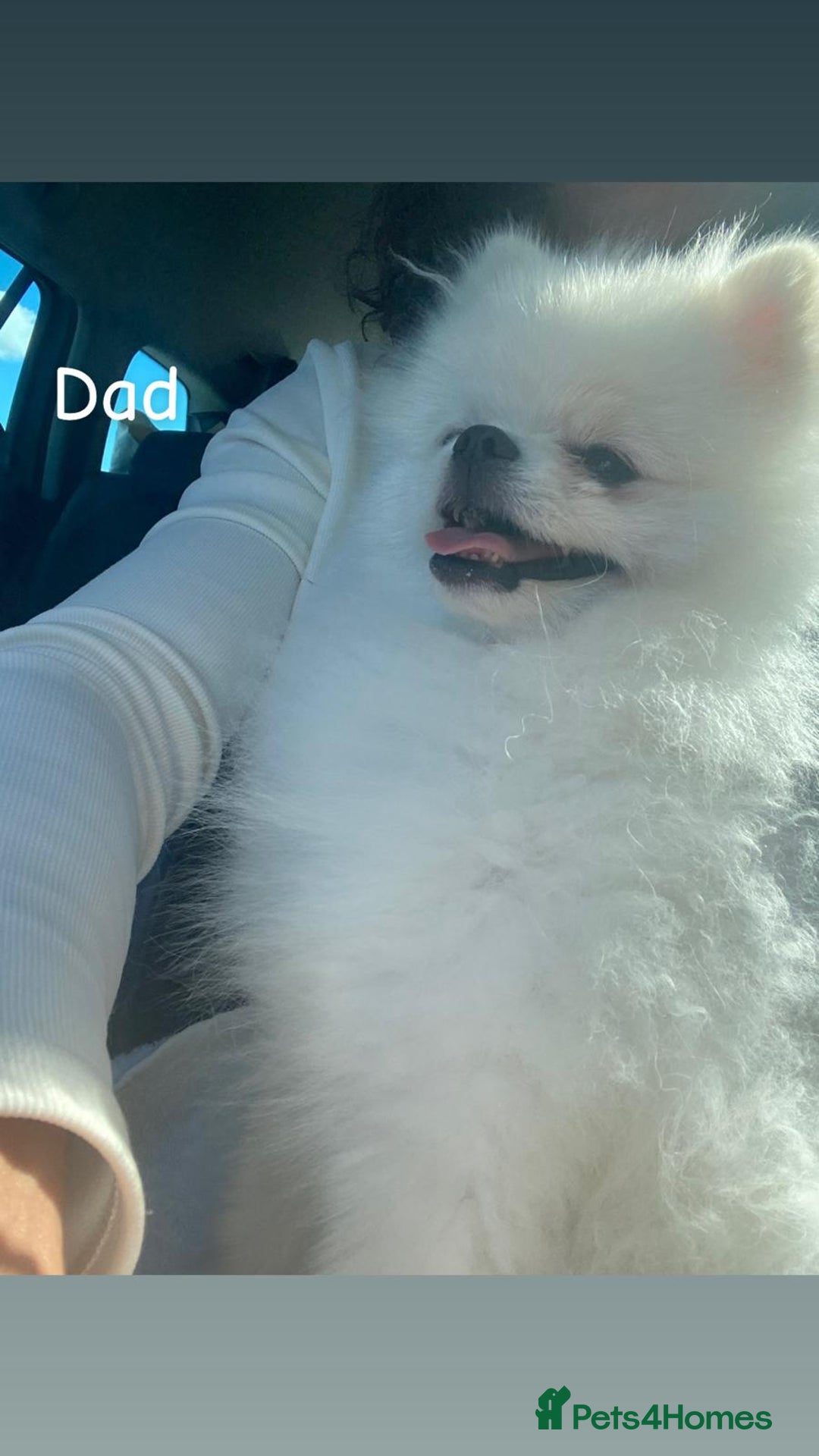 Pomeranian dogs for sale: 4 beautiful Pomeranians available for reservation - Advert 20