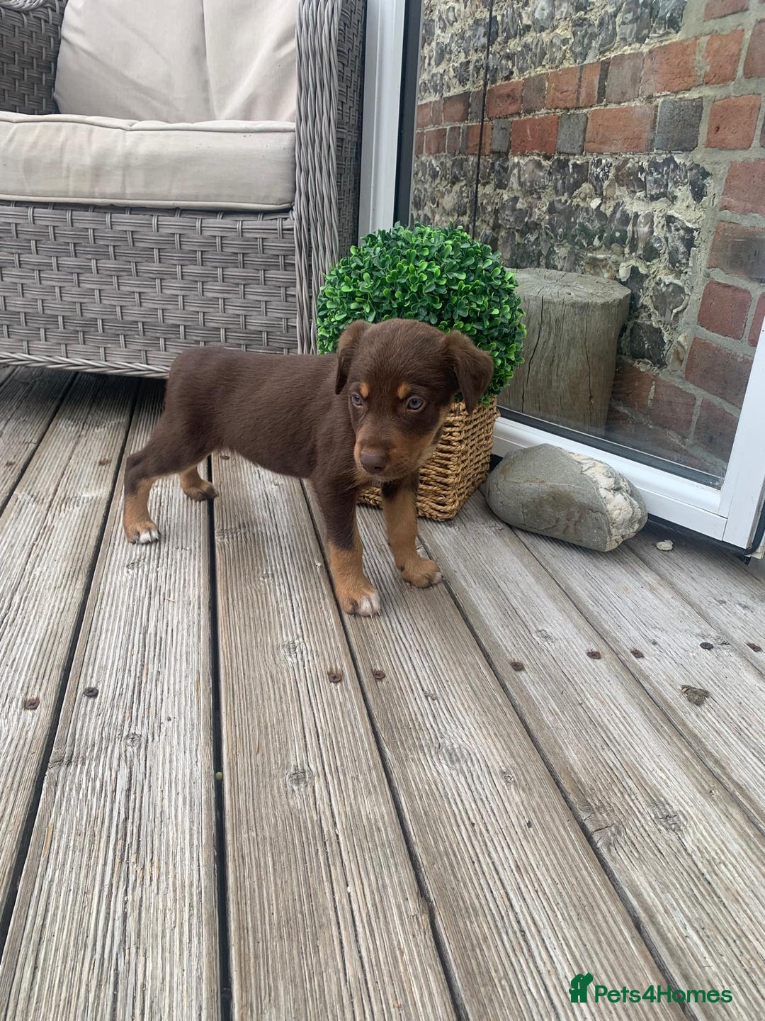 Australian Kelpie dogs for sale: Working kelpie puppies  - Image 3