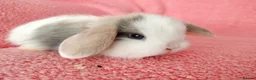 Mini Lop rabbits for sale: Baby mini lops for sale  - Advert 5