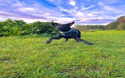 Mixed Breed dogs for sale: 9 month old Labrador cross - Image 2