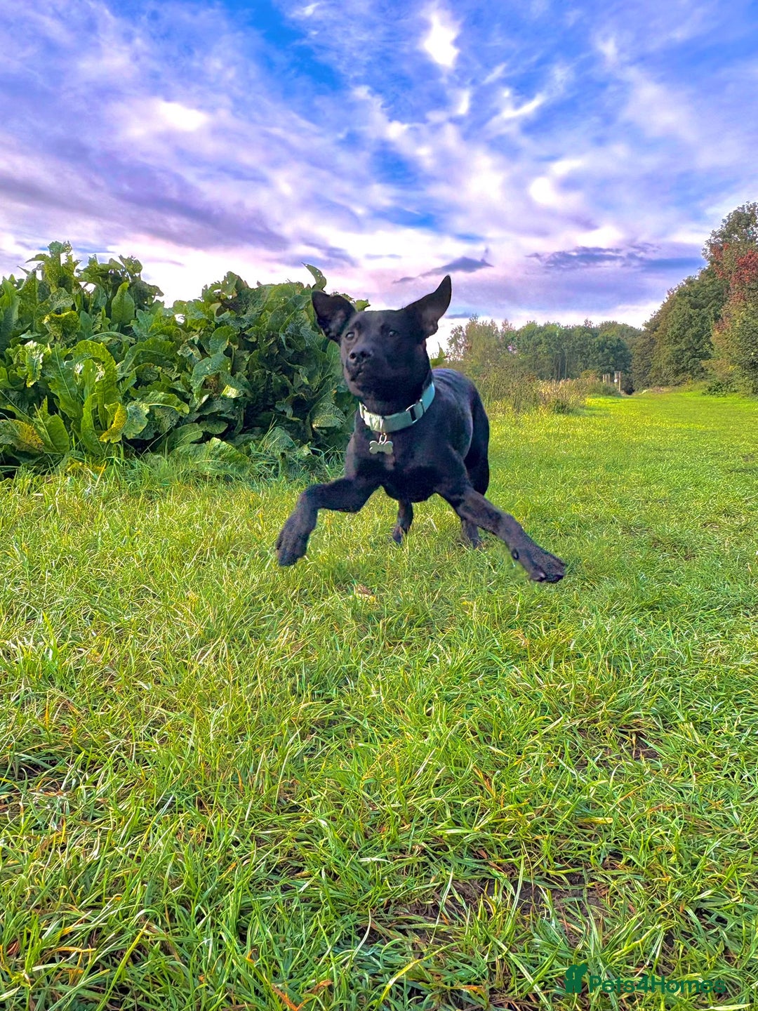 Mixed Breed dogs for sale: 9 month old Labrador cross - Image 2