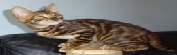 Toyger cats for sale: STUNNING WILD LOOKING PEDIGREE CUBS - Advert 4