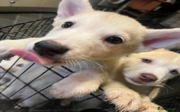 Siberian Husky dogs for sale: Last Male Pure White Siberian Husky  - Image 9