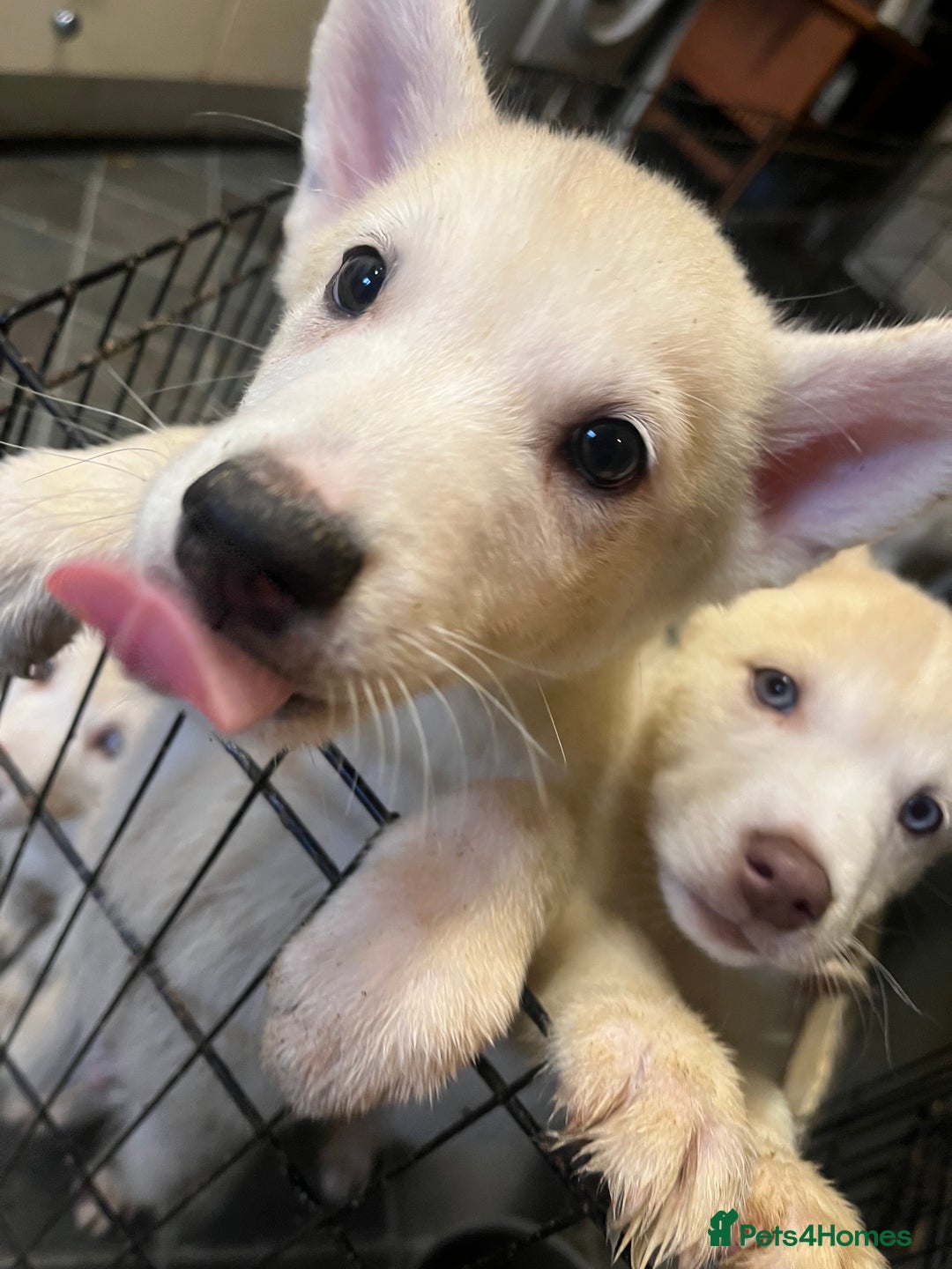 Siberian Husky dogs for sale: Last Male Pure White Siberian Husky  - Image 9