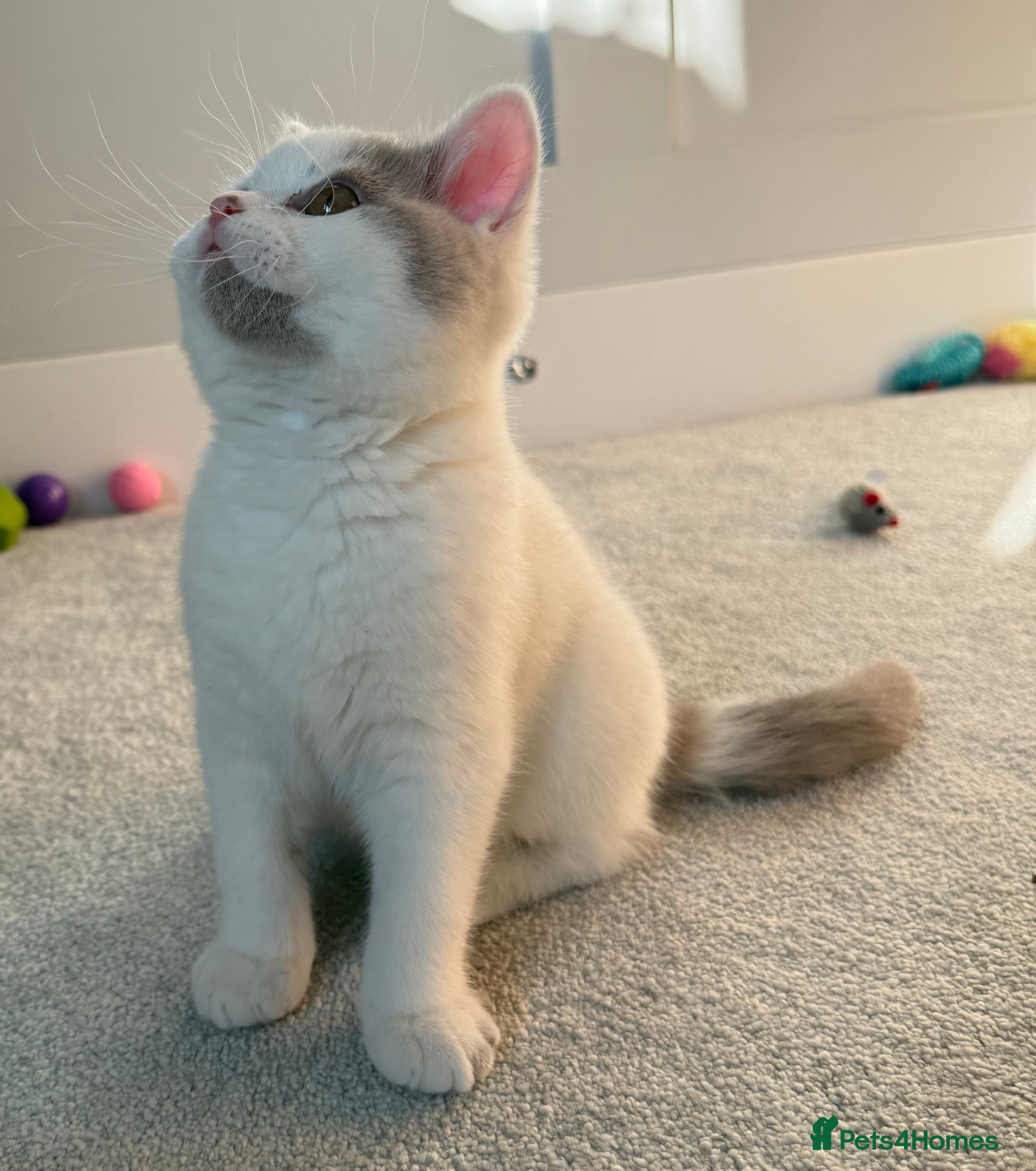 British Shorthair cats Stunning BSH Fawn Van Boy available  - Advert 1