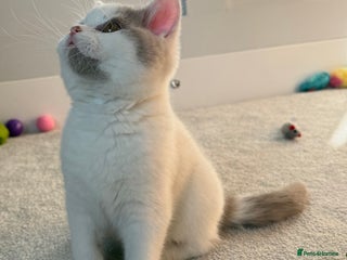 British Shorthair cats Stunning BSH Fawn Van Boy available - Advert 6