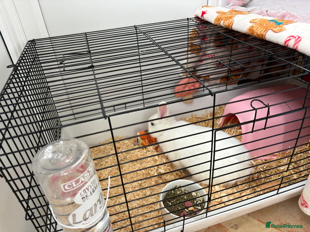 Mixed Breed rabbits for sale: Female rabbit 16 weeks old - Advert 1