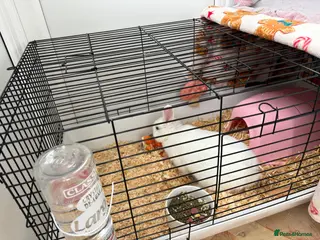 Mixed Breed rabbits Female rabbit 16 weeks old - Advert 9