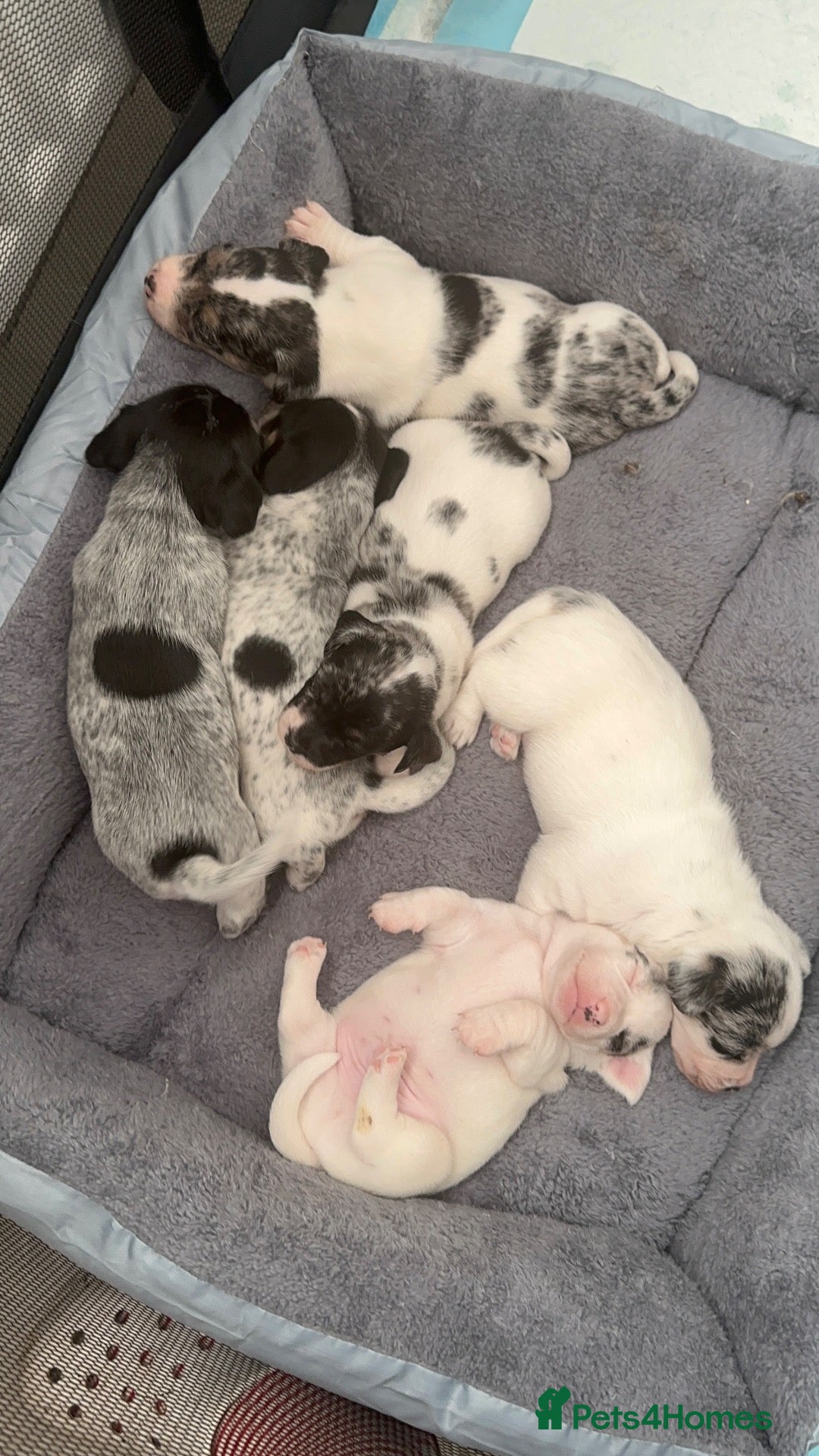 Mixed Breed dogs Sealyham terrier x pups  - Advert 3