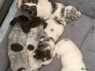 Mixed Breed dogs Sealyham terrier x pups - Advert 3
