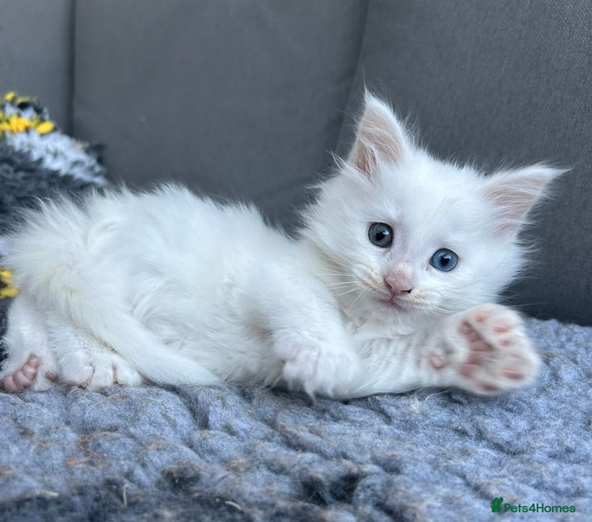 Maine Coon cats for sale: Maine coon kittens for sale. Some polydactyl.  in Trimdon Station - Advert 21