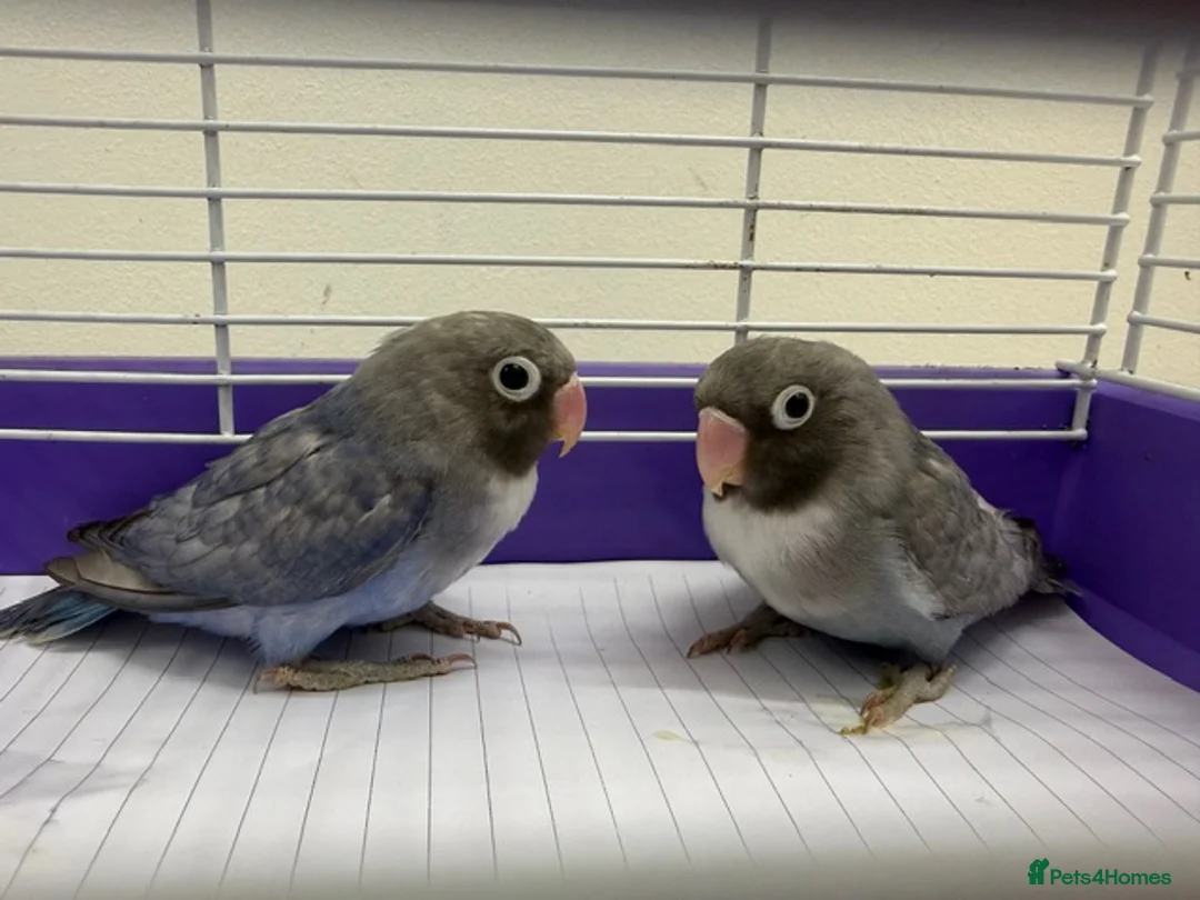 Lovebirds birds for sale: Rarecolour lovebird pair with cage - Advert 1